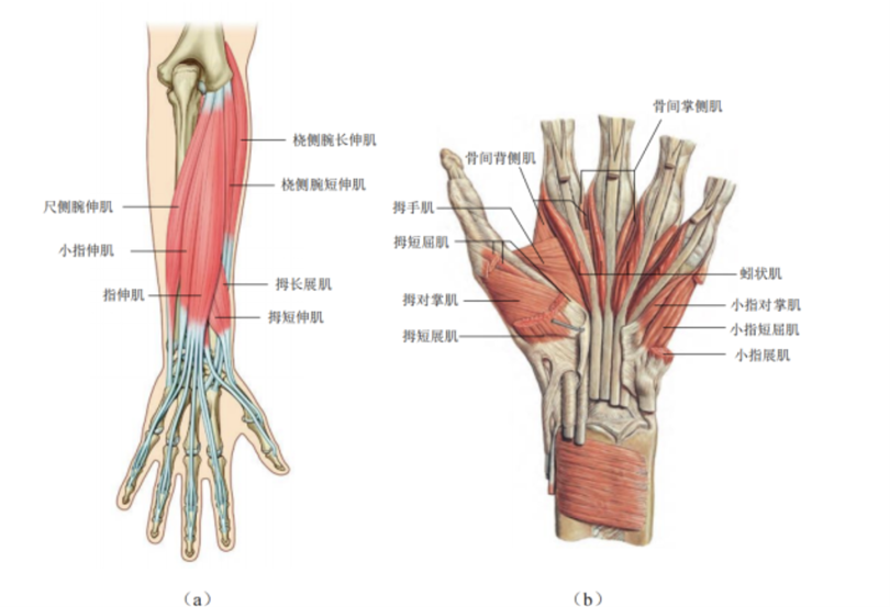 前臂相关肌肉示意图：背侧视图展示伸肌，掌侧视图展示屈肌